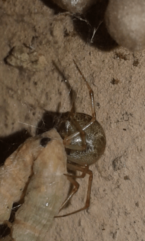Steatoda sp. (Theridiidae)? No, Parasteatoda cfr. tepidariorum -  prov. PD
